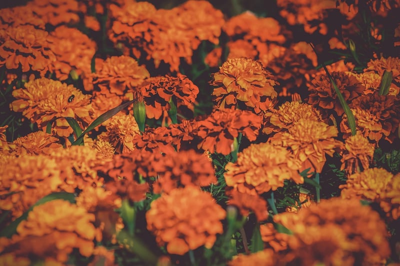 Garden with Texture Variety